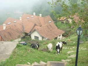 Cows grazing around the farm